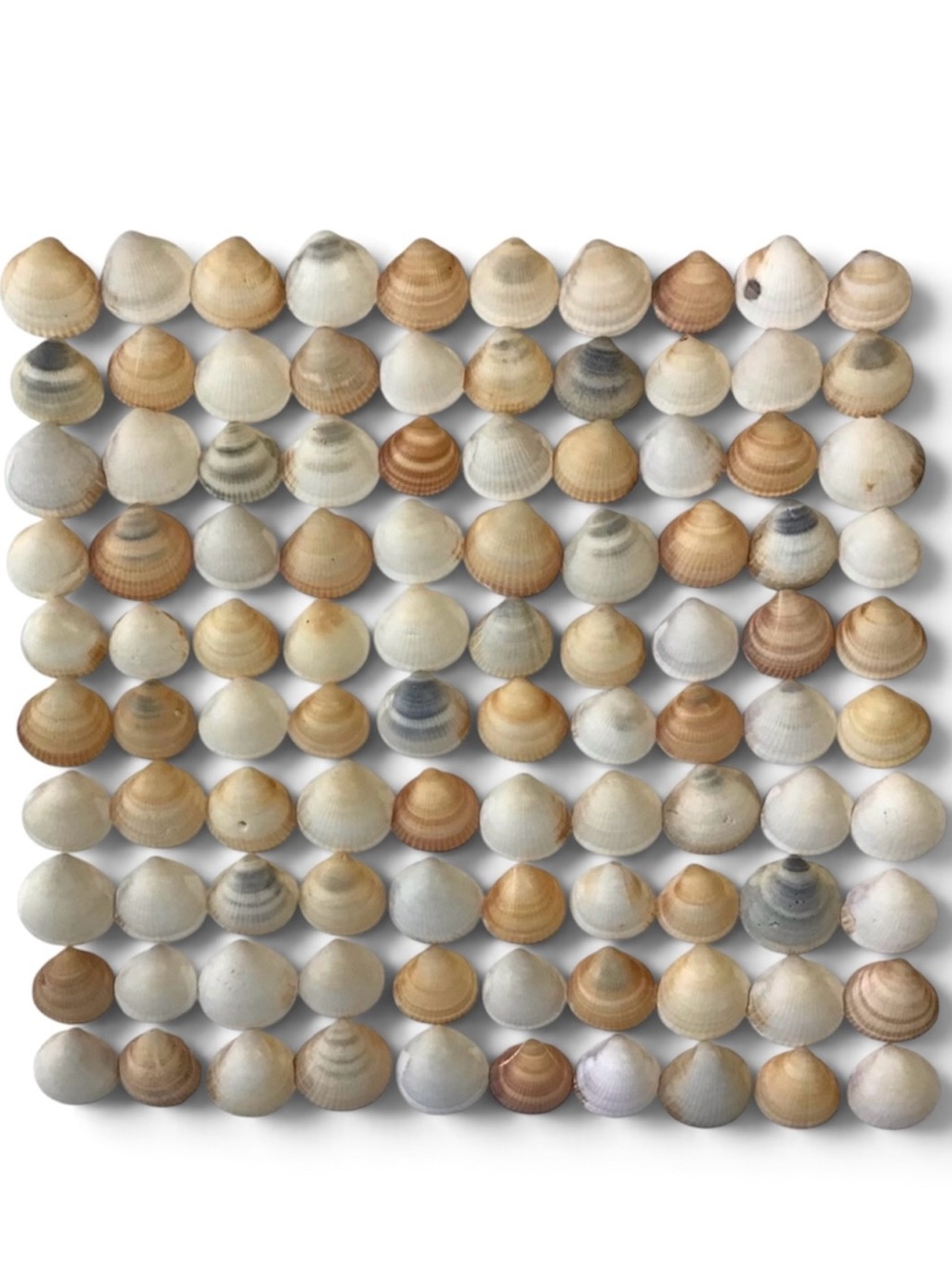 Seashells 100 Bittersweet Clam Shells 1-1/4 to 1-1/2” Natural Beach Crafts Decor